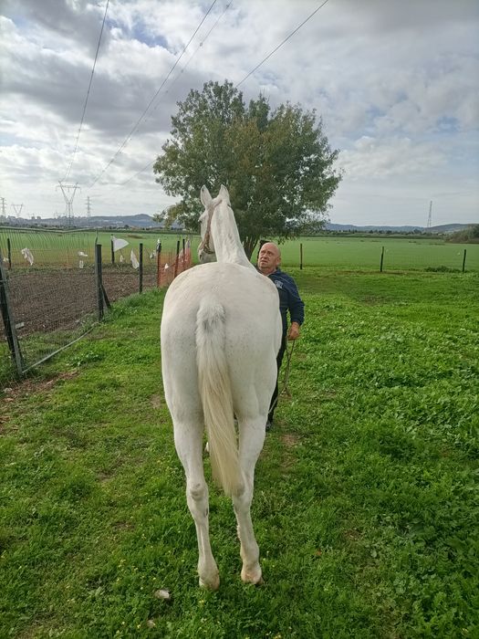 Égua 13 anos lusitana