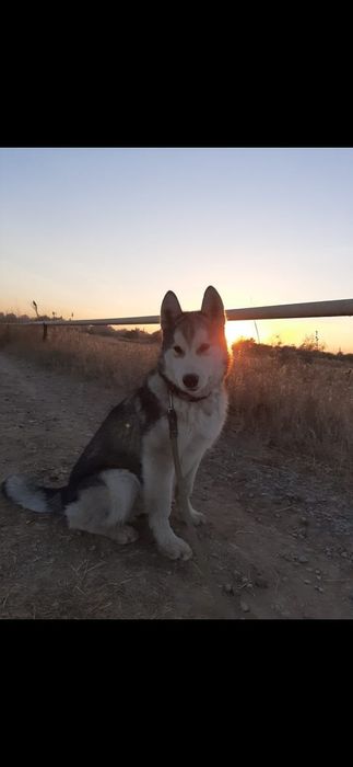 Віддам собаку у добрі руки