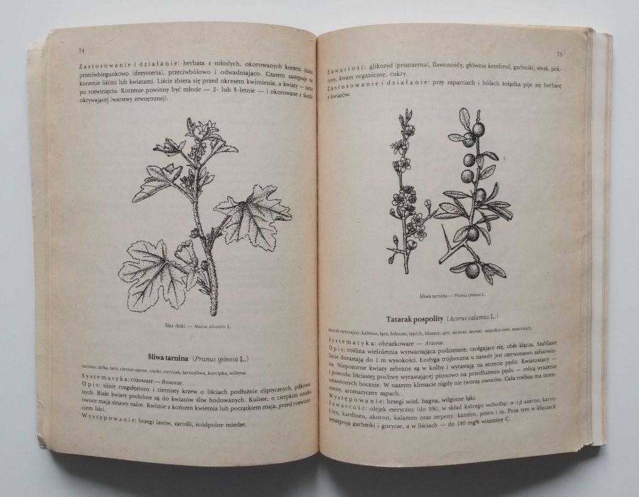 Przewodnik ziołolecznictwa ludowego Rośliny lecznicze Kuchnia medycyna