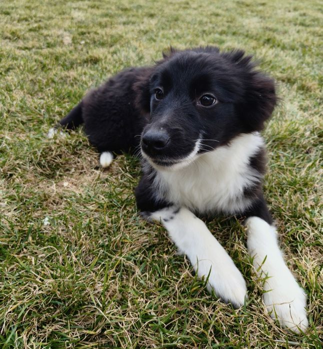 Border Collie czarno-biała, gotowa do odbioru, rodowód, polecam