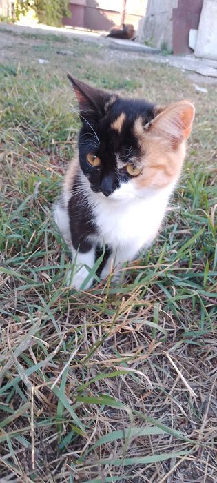 Віддам котят в добрі руки