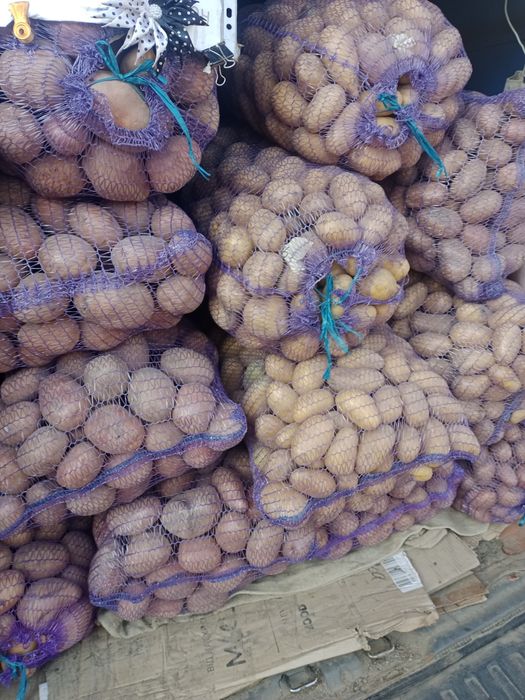 Картопля крупна та посівна