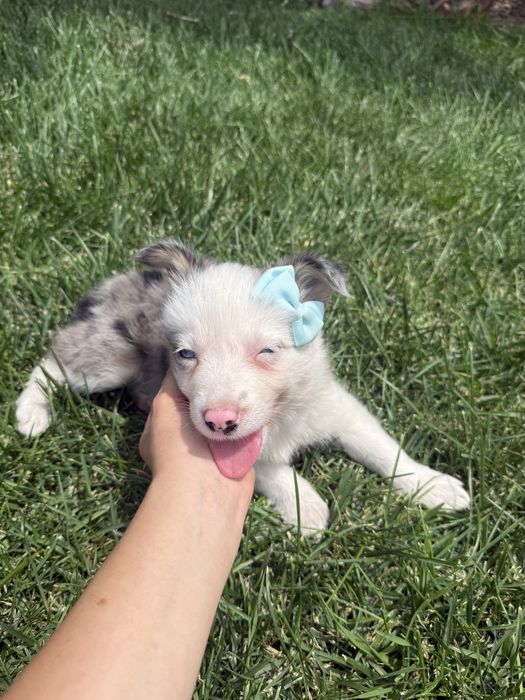 Border Collie Merle Femêa Fofinha
