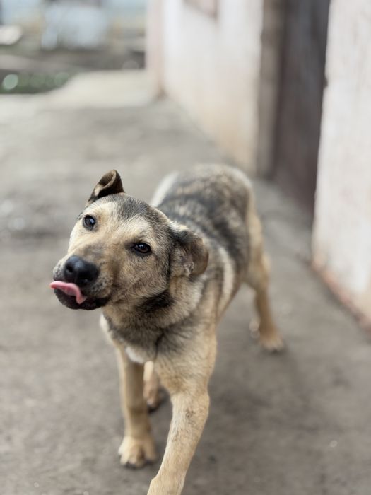 Цуценя хлопчик шукає дім