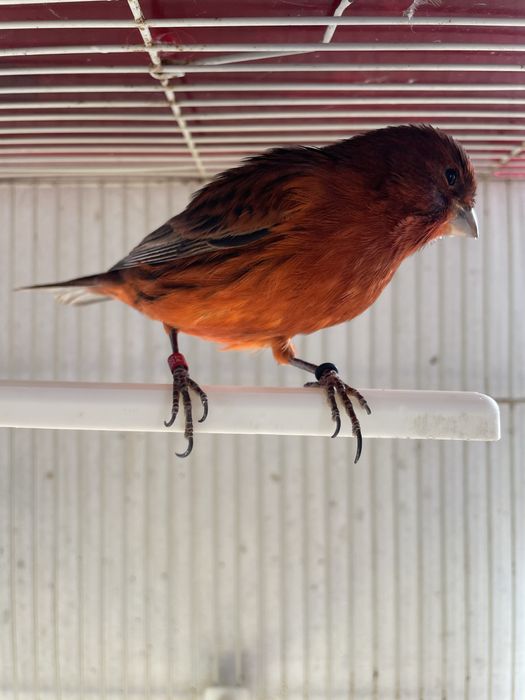 Canarios negro vermelho