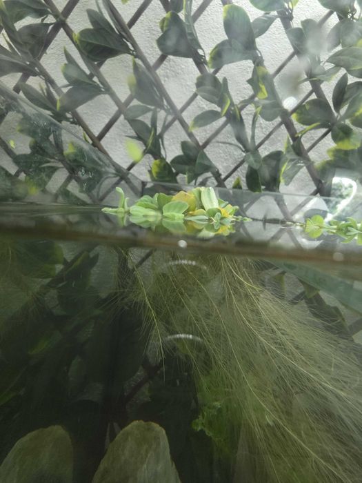 Plantas aquário