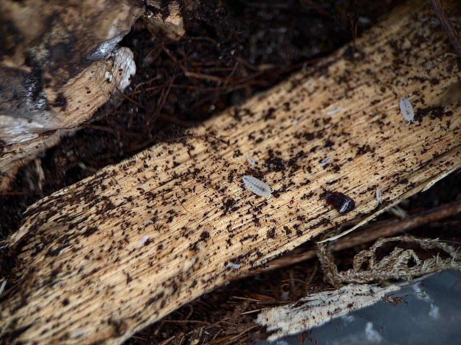 Stonogi tropikalne (Trichorhina tomentosa)