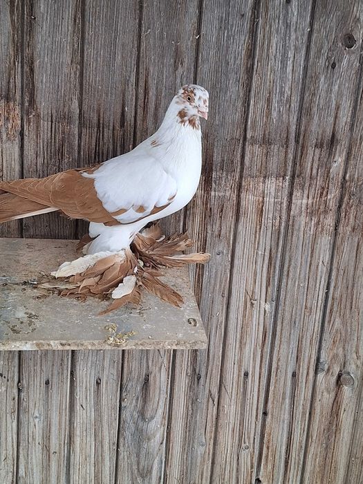 Gołębie ozdobne ptaki