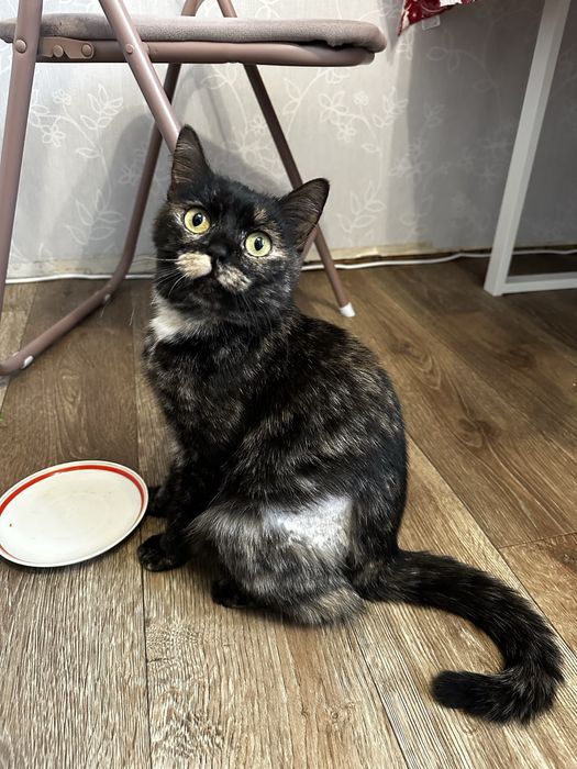 Молода лагідна кішка кішечка черепашка кошеня до року шукає родину