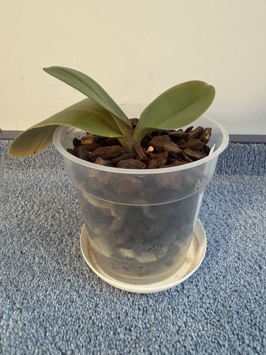 Продам орхідею метелик Мадонна