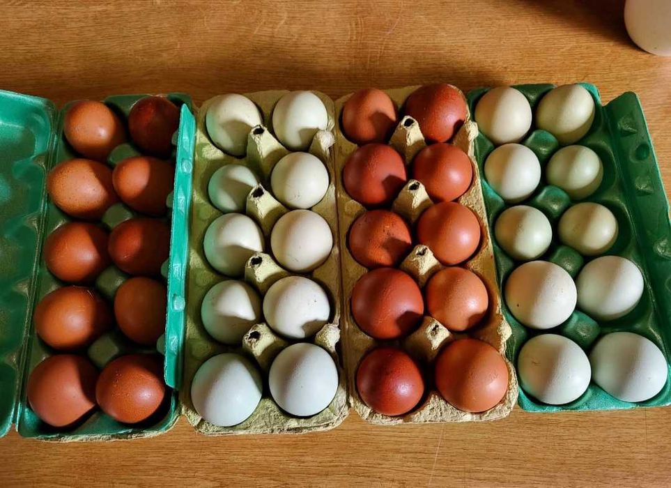 kury Marans green shell