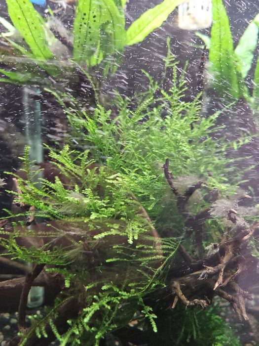 Musgo mix para aquario