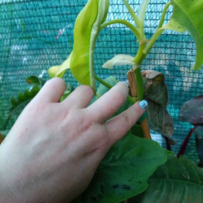 philodendron golden violin,cięty szczyt