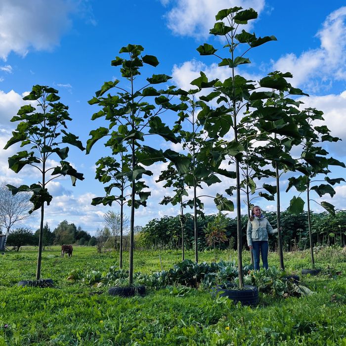 Насіння Павловнії Shan Tong уп. 200шт, Семена Павловнии із Безкош.дос