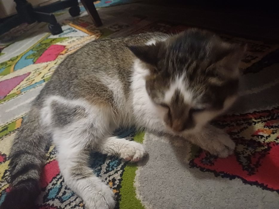 Кошечка в добрые руки