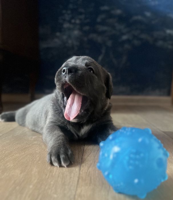 Щенки кане корсо!