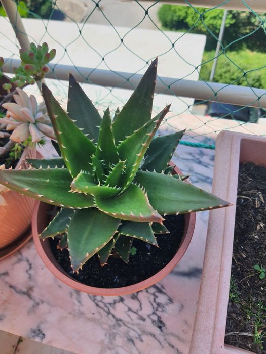 Plantas  com vaso a 8€ cada