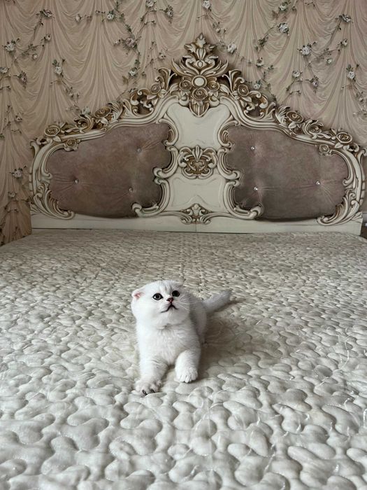 Висловуха дівчинка срібна шиншила, Шотландські кошенята