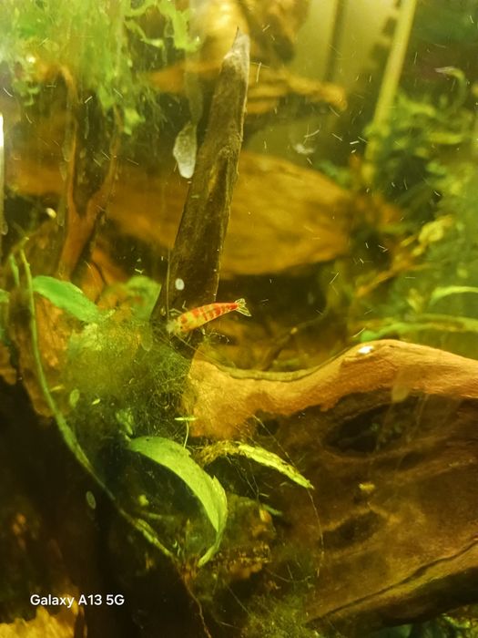 Krewetka celuco red dragon 5szt