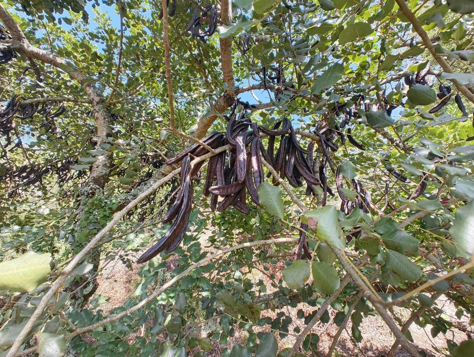 Venda de Alfarroba