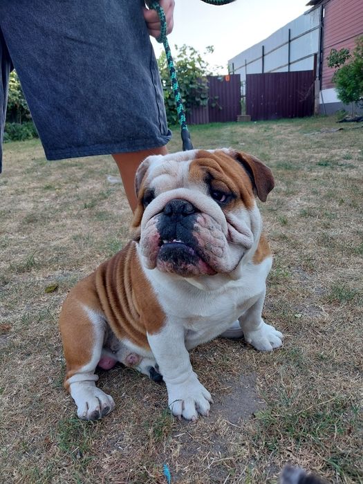 Buldog Angielski para