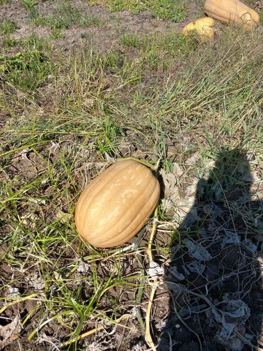 Abóbora menina caseira