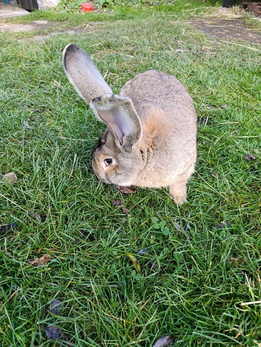 Młode króliki Belgijskie