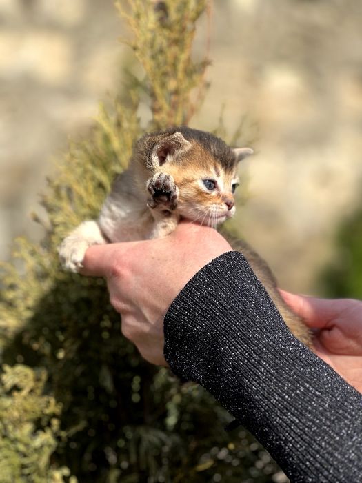 Пропоную до броні абісінських кошенят