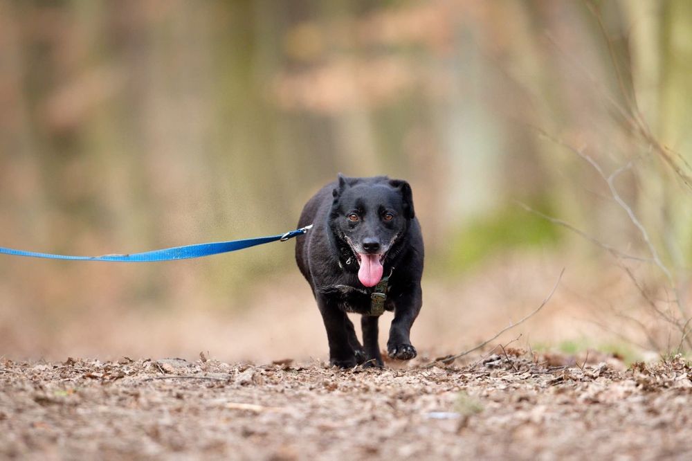 Monia, urocza sunia, w schronisku od szczeniaka