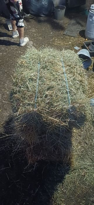 Сіно люцерни тюки і логуве солома