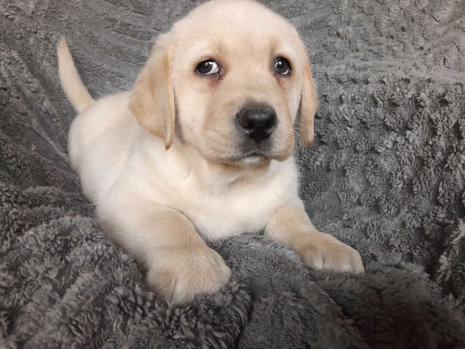 Labrador retriever, labradory żółty piesek ZKw P FCI