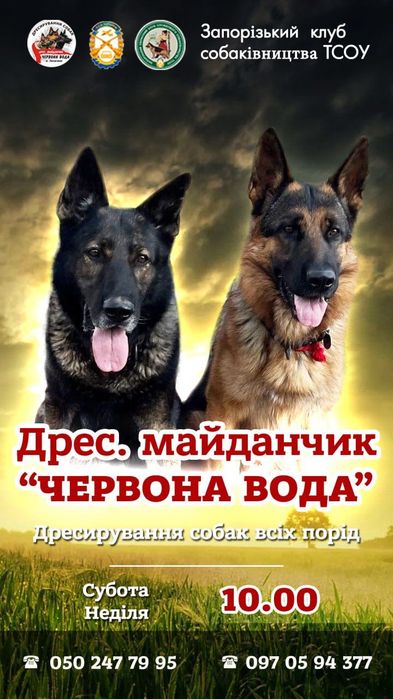 Ефективне Дресирування Собак Усіх Порід, дрессировка собак