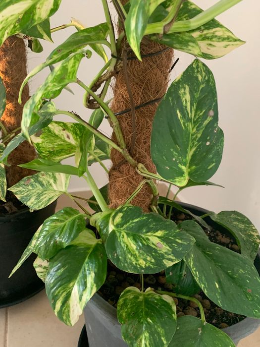 Plantas naturais de interior. Porte grande.