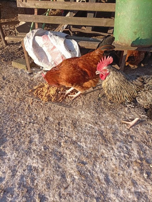 Koguty młode z września