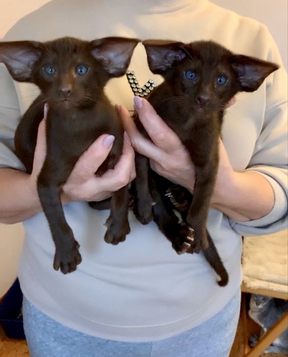 Орієнтальне екстремальне шоколадне кошеня. Ориентал