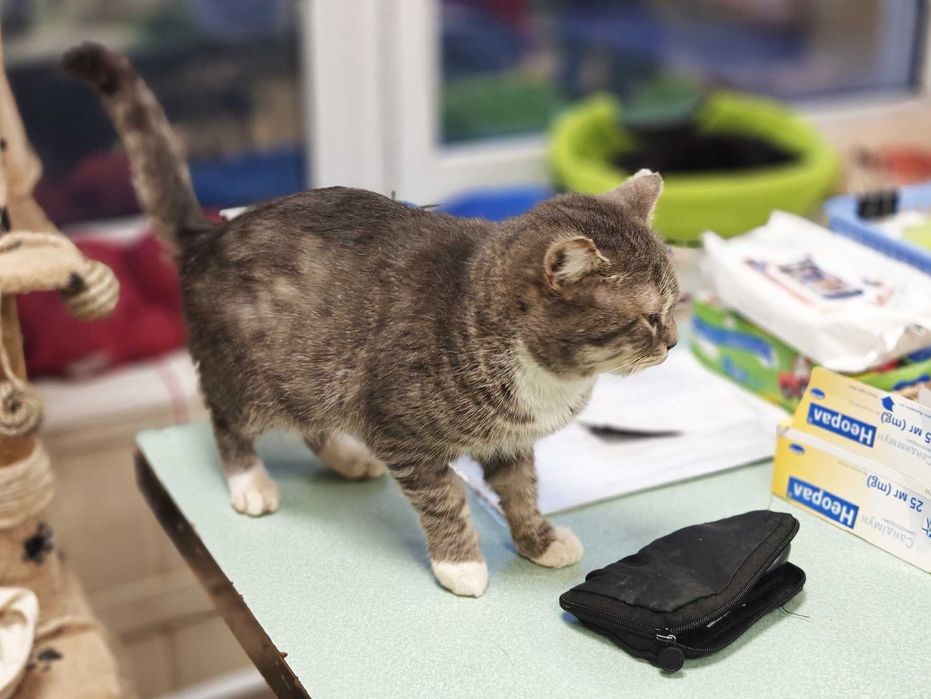 Котик, кіт, ніжний красень Шайн (2 роки) – дуже хоче додому!!!