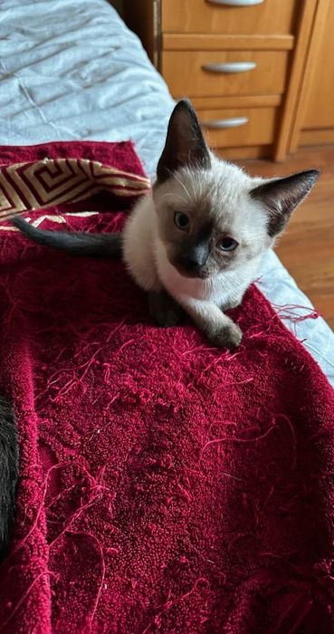 Сіамські котики шукають люблячу родину