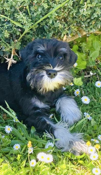 Schnauzer miniatura preto e prateado