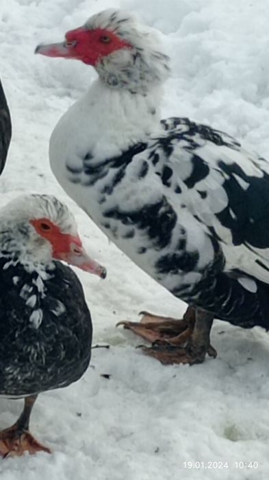 Продам домашніх індоутки і селезні