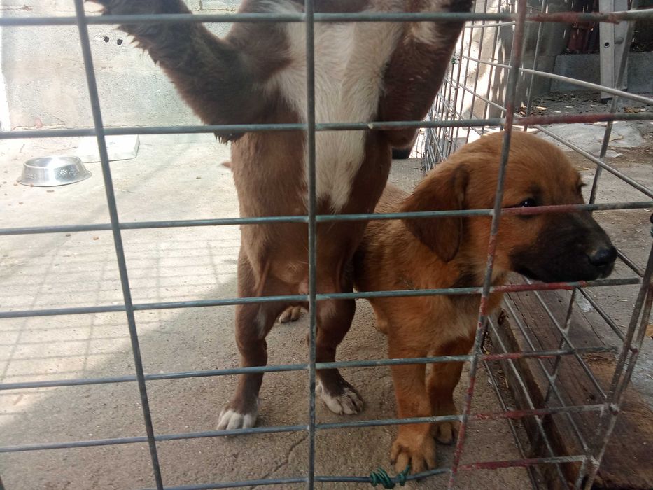Cachorros pra adoção