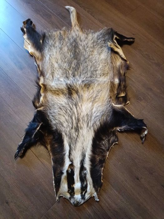 Skóra z borsuka  - dekoracja