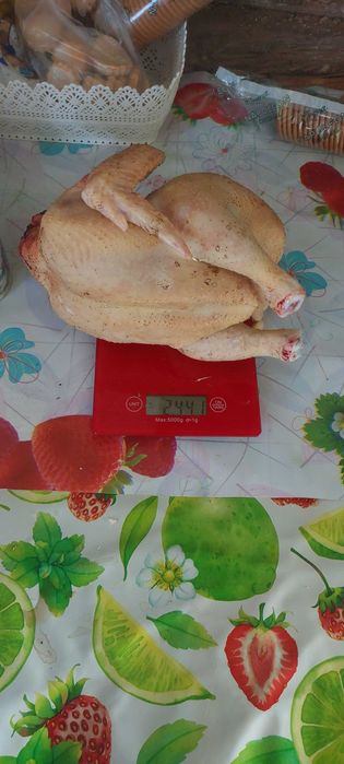 Курчата Бройлери