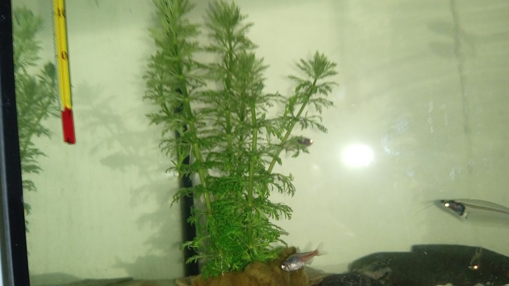 Akwarium 30l dla małych rybek