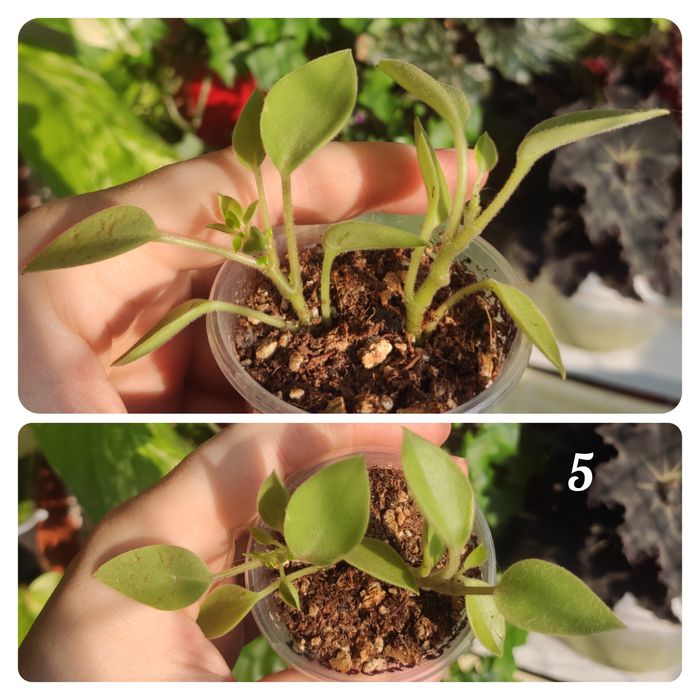 Пеперомія срібляста ( Silver), пеперомія Рейндроп, пепером Піксі лайм