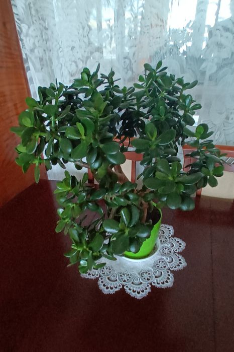 Grubosz, Drzewko Szczęścia