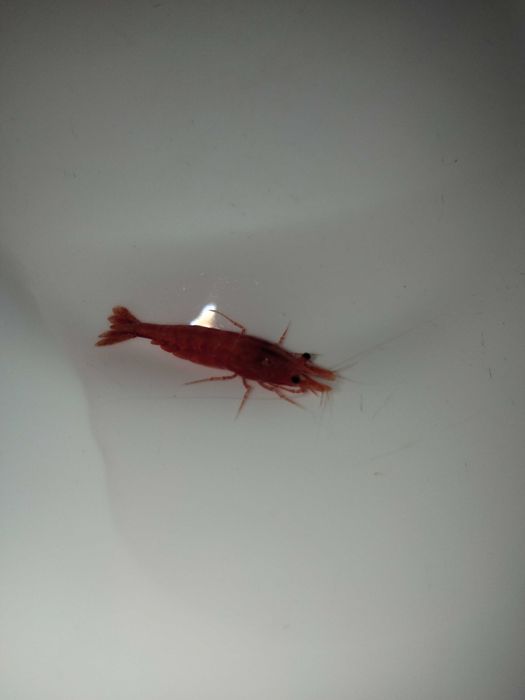 Продам акваріумних мешканців