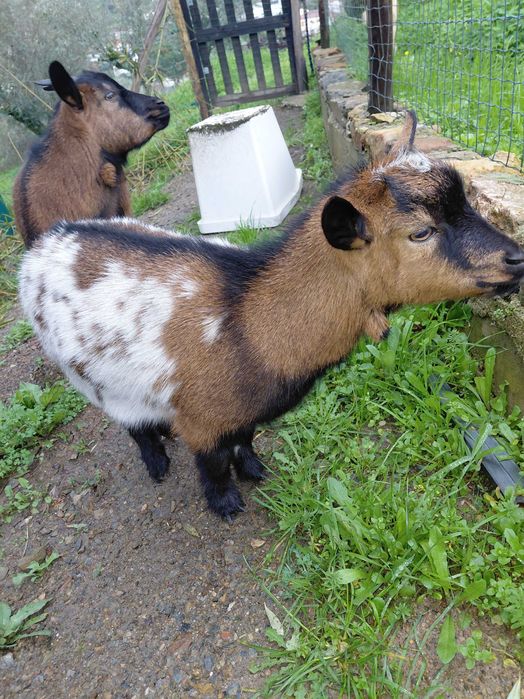 Cabrinhas Anãs para venda ou troca.