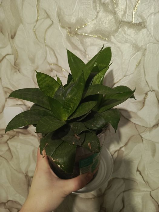 Сансевиерия / тещин ящик