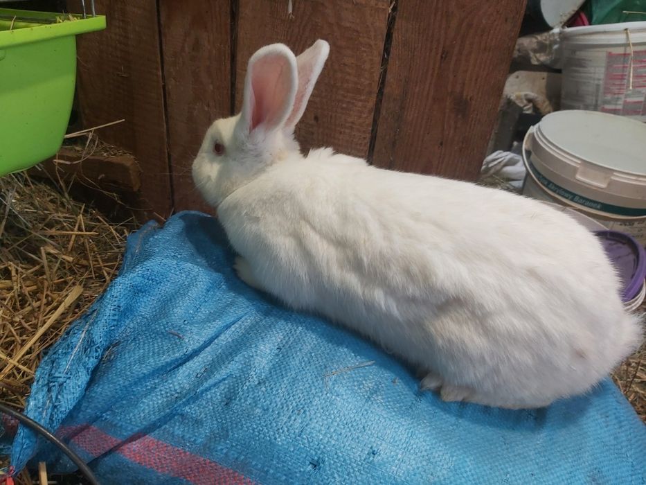 Królik nowozelandzki biały ,SAMICA, króliki nowozelandzkie białe NB
