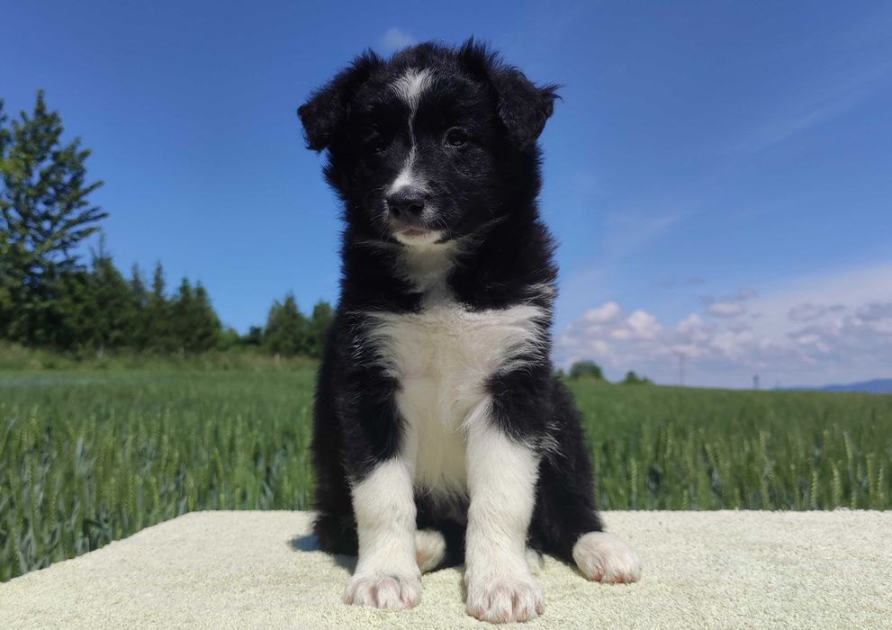 Rasowa suczka - Border Collie z pełną dok.